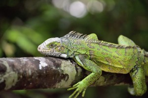 Iguana Igua